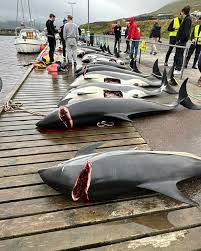 Image result for massacre golfinhos dinamarca