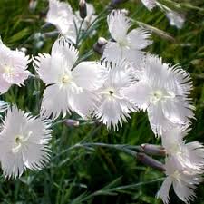 Attēlu rezultāti vaicājumam “Dianthus arenarius bud”
