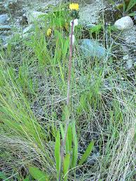Attēlu rezultāti vaicājumam “Hieracium”