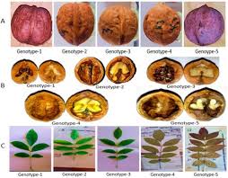 Attēlu rezultāti vaicājumam “Juglans x sinensis leaf”