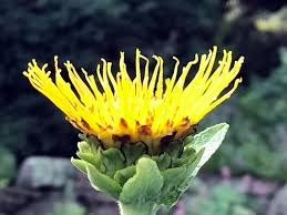 Image result for Inula helenium