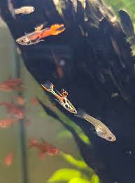 Attēlu rezultāti vaicājumam “Willkommlangea reticulata young”