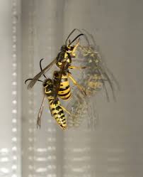 Attēlu rezultāti vaicājumam “Vespula germanica male”