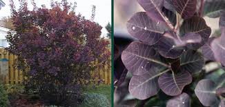 Attēlu rezultāti vaicājumam “Cotinus coggygria flower”