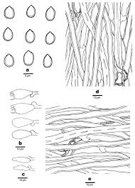 Attēlu rezultāti vaicājumam “Perenniporia subacida”
