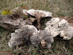 Attēlu rezultāti vaicājumam “Phellodon melaleucus”