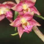 Attēlu rezultāti vaicājumam “Epipactis atrorubens fruit”