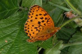 Attēlu rezultāti vaicājumam “Brenthis daphne upperside”