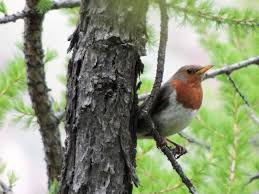Image result for Turdus ruficollis