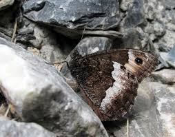 Attēlu rezultāti vaicājumam “Hipparchia alcyone underside”