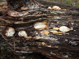 Attēlu rezultāti vaicājumam “Asterodon ferruginosus”