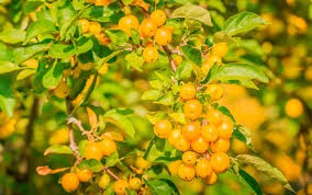 Attēlu rezultāti vaicājumam “Malus x zumi fruit”