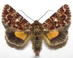 Attēlu rezultāti vaicājumam “Anarta myrtilli”