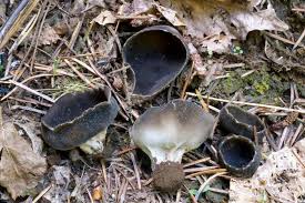 Attēlu rezultāti vaicājumam “Helvella”