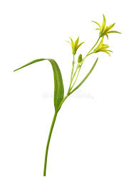 Attēlu rezultāti vaicājumam “Gagea lutea bud”