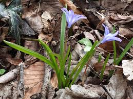 Attēlu rezultāti vaicājumam “Scilla luciliae”