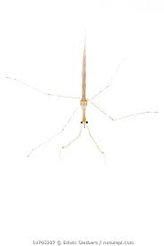 Attēlu rezultāti vaicājumam “Ranatra linearis”