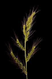 Attēlu rezultāti vaicājumam “Echinochloa crus-galli fruit”