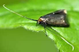 Attēlu rezultāti vaicājumam “Adelidae”