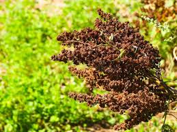 Attēlu rezultāti vaicājumam “Sorbaria sorbifolia bud”