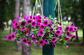 Image result for Petunie