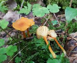 Attēlu rezultāti vaicājumam “Hygrocybe cantharellus”