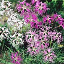 Image result for Dianthus superbus