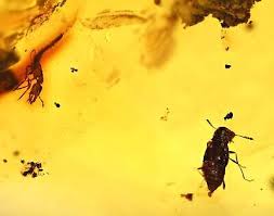 Attēlu rezultāti vaicājumam “Raphidioptera larva”