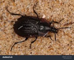 Attēlu rezultāti vaicājumam “Phosphuga atrata”