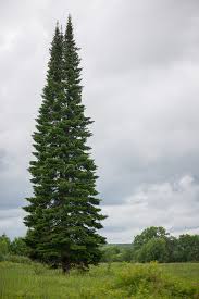 Attēlu rezultāti vaicājumam “Abies sibirica”