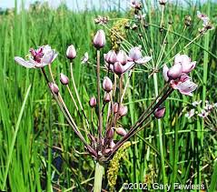 Attēlu rezultāti vaicājumam “Butomaceae”
