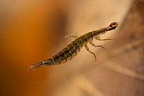 Attēlu rezultāti vaicājumam “Acilius sulcatus male”