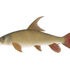 Image result for Moxostoma hubbsi