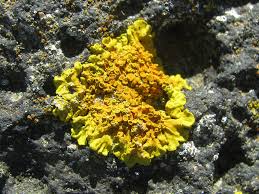 Attēlu rezultāti vaicājumam “Xanthoria parietina”