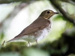 Image result for Catharus ustulatus