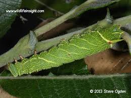 Attēlu rezultāti vaicājumam “Laothoe populi larva”
