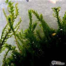 Attēlu rezultāti vaicājumam “Fontinalis antipyretica”