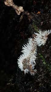 Attēlu rezultāti vaicājumam “Tilachlidium brachiatum”