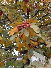 Attēlu rezultāti vaicājumam “Sorbus intermedia fruit”