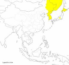 Attēlu rezultāti vaicājumam “Lygephila viciae”