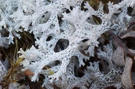 Attēlu rezultāti vaicājumam “Ascomycota”