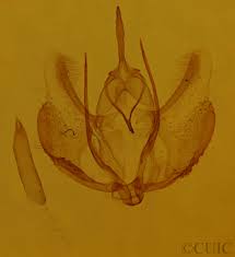 Attēlu rezultāti vaicājumam “Plagodis pulveraria”