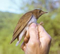 Image result for Catharus fuscescens