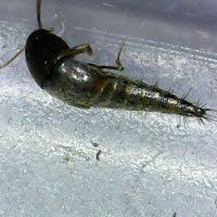 Attēlu rezultāti vaicājumam “Sepedophilus sp.”