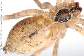 Attēlu rezultāti vaicājumam “Anyphaena accentuata”