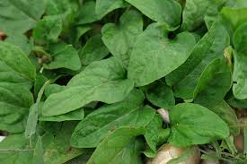 Attēlu rezultāti vaicājumam “Prunella vulgaris leaf”