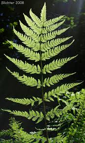 Attēlu rezultāti vaicājumam “Dryopteris dilatata”