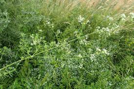 Attēlu rezultāti vaicājumam “Galium elongatum flower”