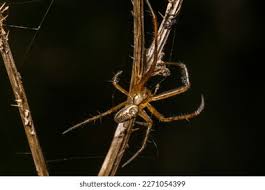 Attēlu rezultāti vaicājumam “Neriene montana”