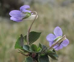 Attēlu rezultāti vaicājumam “Viola rupestris bud”